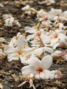 （圖／宜蘭縣府民政處）