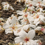 （圖／宜蘭縣府民政處）