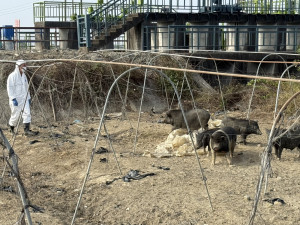 嘉義縣某養豬戶違規廚餘養豬屢勸不聽，家畜所重罰346萬限期清除豬隻／嘉義縣府提供