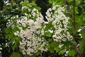彰化福田桐花祭浪漫登場，後山花園賞花熱潮開跑。圖／彰化市公所提供