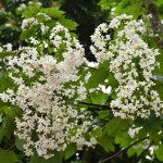 彰化福田桐花祭浪漫登場，後山花園賞花熱潮開跑。圖／彰化市公所提供