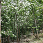 東勢林場油桐花正值盛開。（圖/東勢林場）