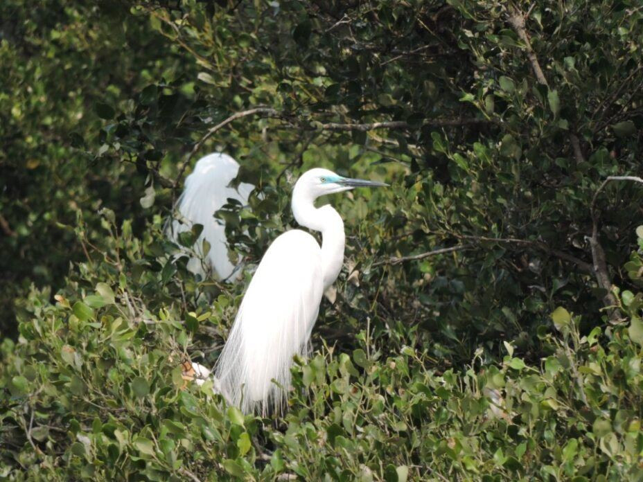 大白鷺在求偶季時，眼睛與嘴喙之間的皮膚會由黃色轉變為明顯的藍綠色。（圖／台灣濕地保護聯盟、高雄市府工務局公園處提供）