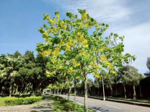 黃金花雨輕落臺北街頭　阿勃勒進入最佳觀賞期