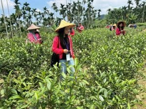 來自19個國家的國際交換生走進竹山茶園體驗茶文化。（竹山公所提供）