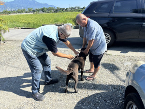 5月驚現3例狂犬病鼬獾！　臺東縣政府加強全面防疫措施
