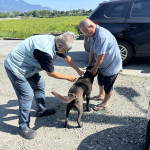 5月驚現3例狂犬病鼬獾！　臺東縣政府加強全面防疫措施