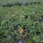 0605、0608豪雨致農損　屏東縣全力辦理現金救助