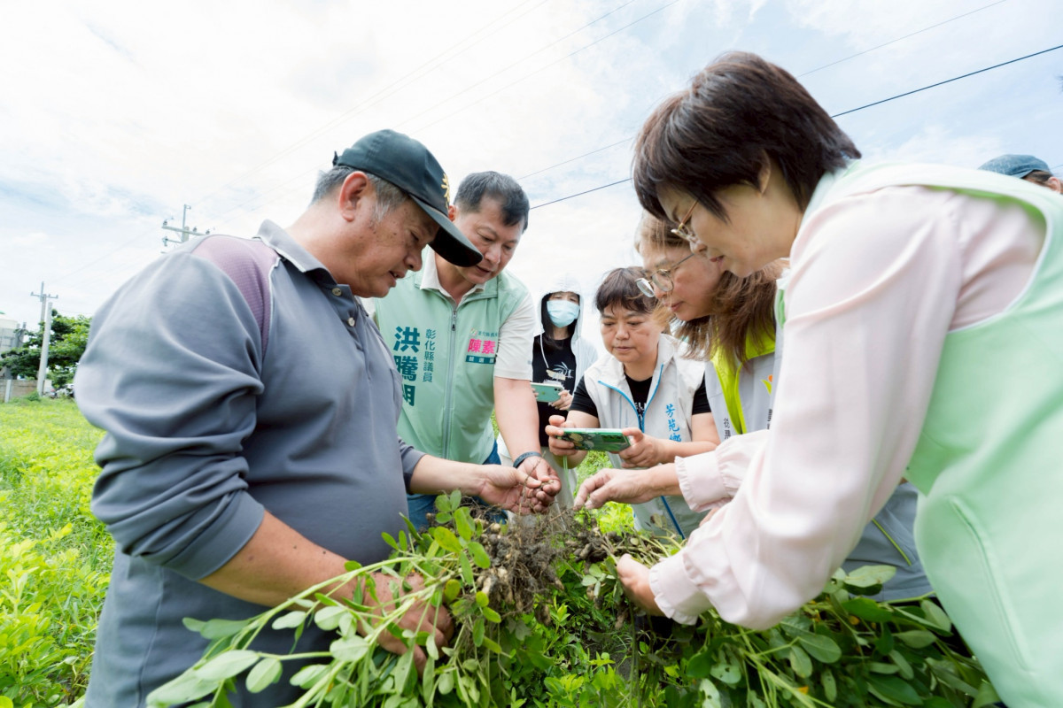 陳素月偕農糧署勘災，認定彰化花生損害達救助標準。圖／陳素月辦公室提供