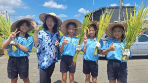 小學生體驗割稻。林重鎣