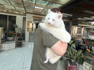 禁養641種高風險動物上路，未申報最高罰25萬元。
