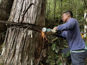 專注細心為大樹鬆綁，避免不慎切割道樹體(新竹分署攝影)