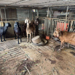 雲林縣首宗羊隻檢出戴奧辛超標，縣府定調為單一事件／翻攝照片