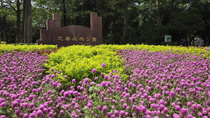 大安森林公園（圖／台北市公園處提供）