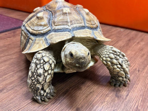 桃園市動物保護處舉辦第三季非犬貓特寵認養活動。