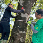 特遣隊員為新發現的臺灣水青岡族群量測胸徑，並記錄樹高、生長狀況及座標位置。(林業保育署新竹分署攝影)
