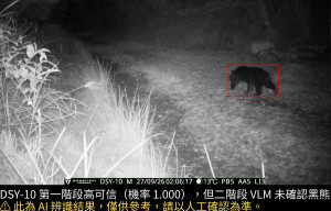 AI防熊預警系統近日於49K小雪山資訊站旁西勢山林道入口拍攝到臺灣黑熊活動影像。