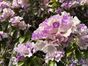 蒜香藤花狀特寫（圖／台北市公園處提供）