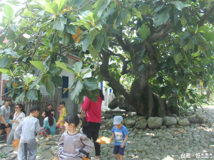 石岡土牛客家文化館後方的麵包樹綠意盎然，樹蔭下成為孩童嬉戲的場所。（記者黃玉鼎攝）