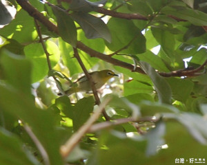 大雪山「鳥類導覽活動」中，將由資深鳥類導覽帶領欣賞林道的綠繡眼等鳥類。（記者黃玉鼎攝）