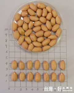 臺南區農業改良場育成落花生新品種臺南18號種仁。