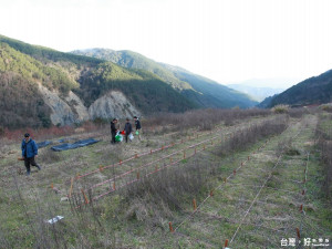 武陵廢耕地經多次復育樹種苗木試驗栽種，今年將研究成果擴大辦理植樹活動。（圖／雪霸國家公園管理處提供）