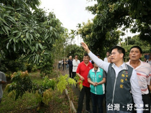 林佳龍勘查荔枝減產。林重鎣攝