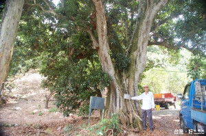 今年荔枝「貴森森」　始祖級老欉荔枝樹長不出果實