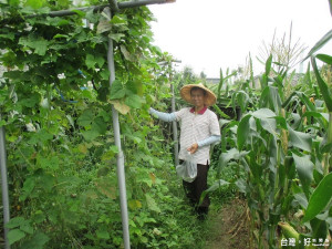 農戶重新體驗耕作生活