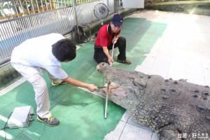 「麻豆鱷魚王」「老河」邱錫河協助「小河」把大嘴張開，讓動物醫院為牠切除3顆牙齦瘤。（記者邱仁武／攝）