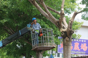 南投市公所防颱先修剪行道樹。（記者扶小萍攝）