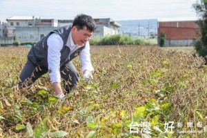 林佳龍市長親自收割大豆