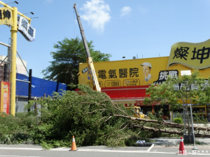 市議會及市政府對面商家將樹全部砍頭，有如木人樁，網友嘲諷「是要用來練習舞龍舞獅嗎？」。