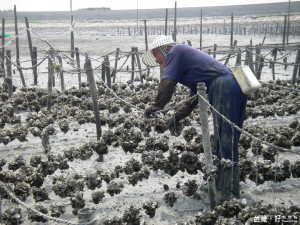 天氣異常忽雨忽熱　王功「珍珠蚵」普遍生長緩慢