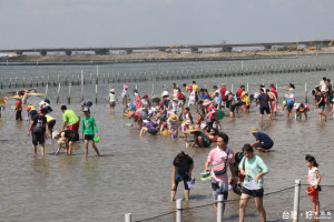 摸文蛤活動是七股海鮮節重頭戲，吸引遊客攜家帶眷參與。