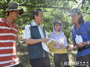 后里區長張大春為配合2018國際花博展，爭取地方利益，二十八日造訪百大農村青年梨農賴明岐，研究提升農產品質。（記者陳榮昌攝）