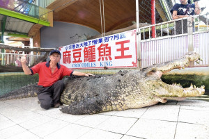 「麻豆鱷魚王生態農場」農場主人邱錫河歡迎大家來跟【鱷魚王】說再見。（記者邱仁武／攝）