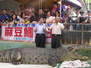 超級粉絲立委黃偉哲（左）購買100隻【虱目魚】肚片讓【鱷魚王】回味台灣味。（記者邱仁武／攝）