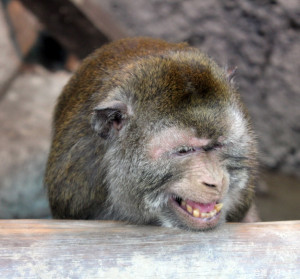 ▲壽山動物園兒童攝影徵件比賽開跑，照片收件至八月底止。（圖／高雄市政府觀光局動物園管理中心提供）