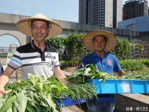 市長朱立倫親自到8樓菜園採摘空心菜等有機蔬菜。（圖／記者黃村杉攝）