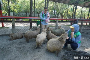 頑皮世界野生動物園的「百斤大老鼠」相當獲得遊客的喜愛。（記者邱仁武／攝）