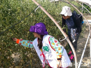 大甲區西岐國小二十位小朋友，在田間了解種植蕃茄智識，並幫助採

收，個個高興的感到有成就，無邪的笑聲傳遍田間。（記者陳榮昌攝

）