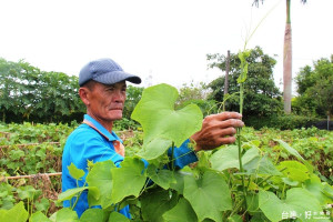 天氣熱雷雨多龍鬚菜出現瘋欉　農改場籲做好排水管理