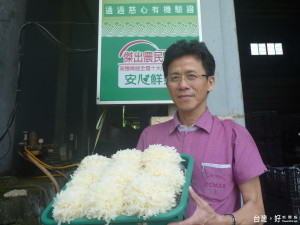 石岡區菇農莊文豐栽培銀耳成功量產上市，成為台中市內深具特色的農特產品。（記者黃玉鼎攝）