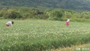 圖:大溪中新里的韭菜花正盛開。(記者陳寶印／攝)