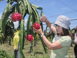 火龍果採收期農市服務團協助農友