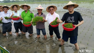 副市長顏純左（右）帶領農業局副局長郭伊彬等人下田插秧，難得體驗一下「插秧樂趣」。
（記者邱仁武／攝）
