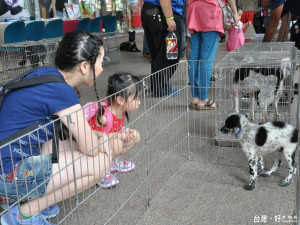 動保處分別在遠東百貨中山店和林口力行公園，推出2場毛寶貝認養走秀趴。（圖／記者黃村杉攝）。