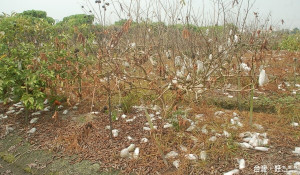 社頭鄉芭樂樹出現立枯病　受害面積高達50公頃