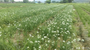 圖:中新及瑞興的韭菜花盛開，有如九月雪。(記者陳寶印／攝)
